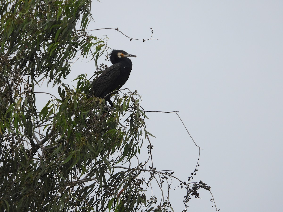 Great Cormorant - Vidhya Sundar