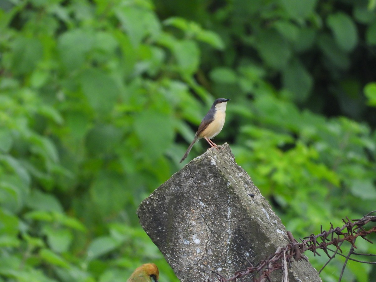 Ashy Prinia - ML622325278