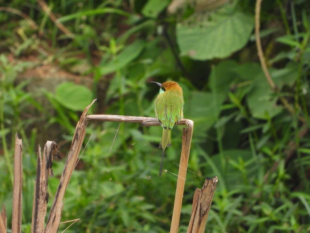 Asian Green Bee-eater - ML622325299