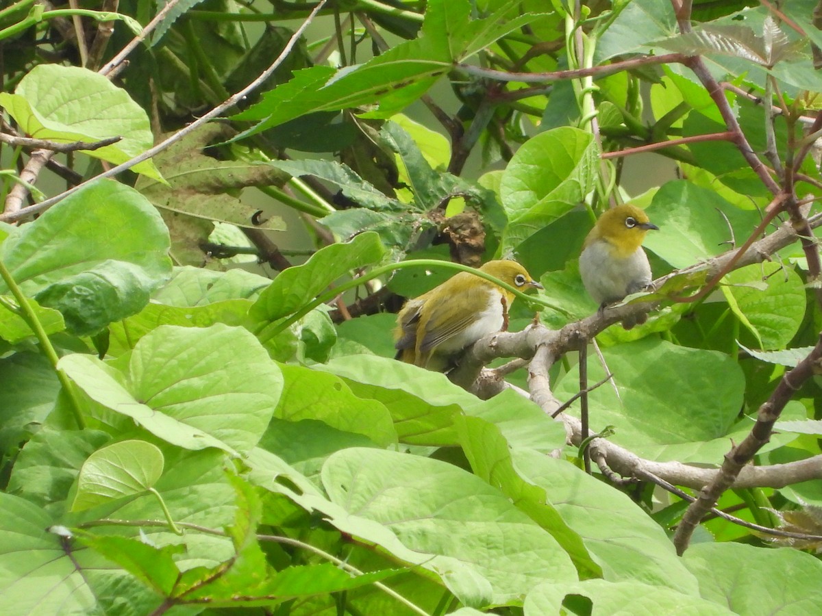 Indian White-eye - ML622325312