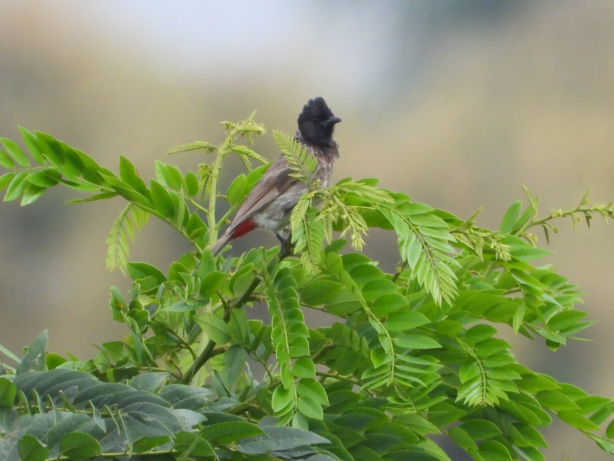 Red-vented Bulbul - ML622325340