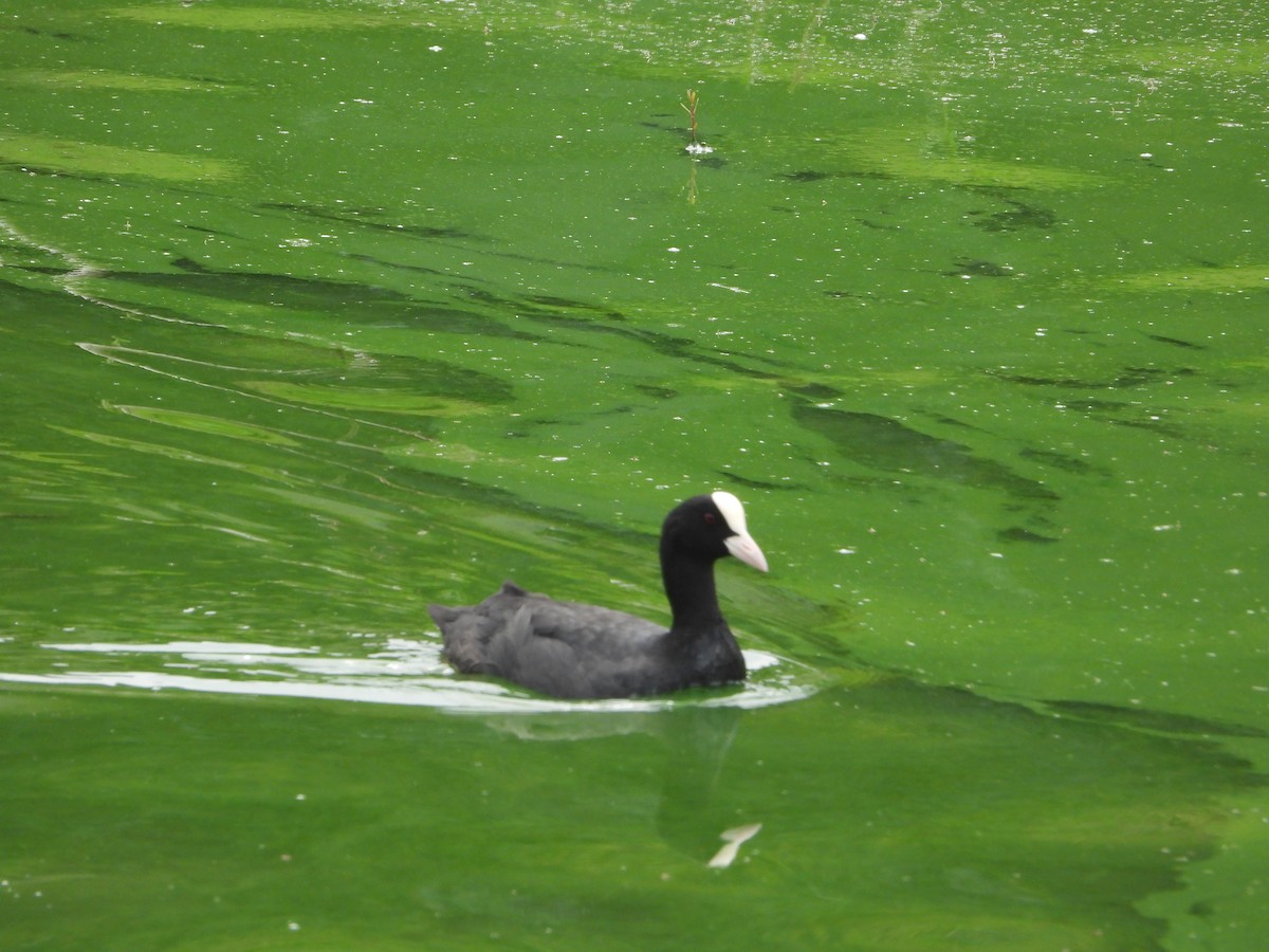 Eurasian Coot - ML622325362