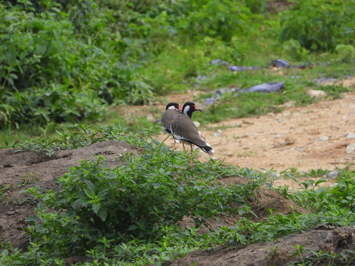 Red-wattled Lapwing - ML622325380