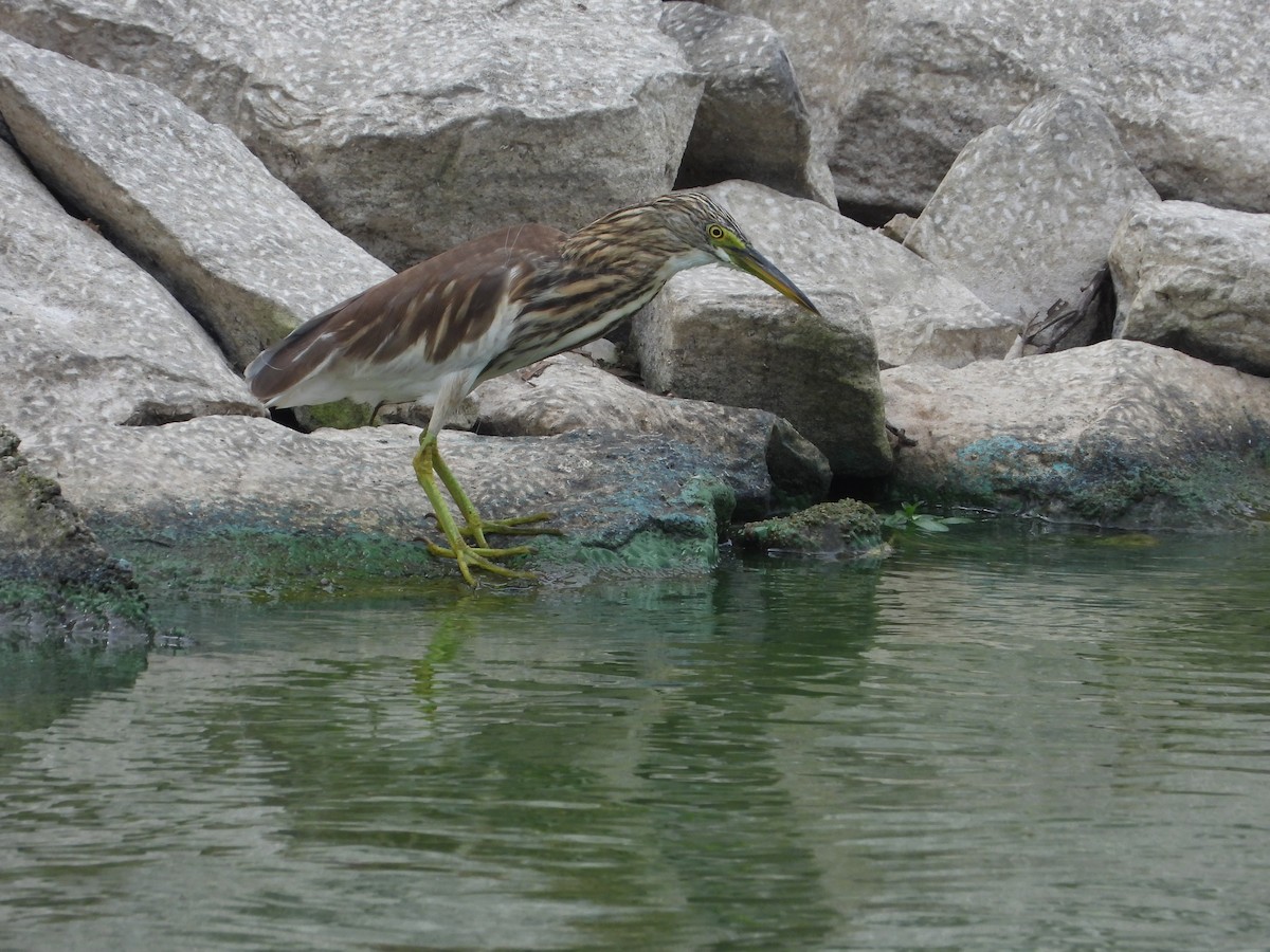 Indian Pond-Heron - ML622325402