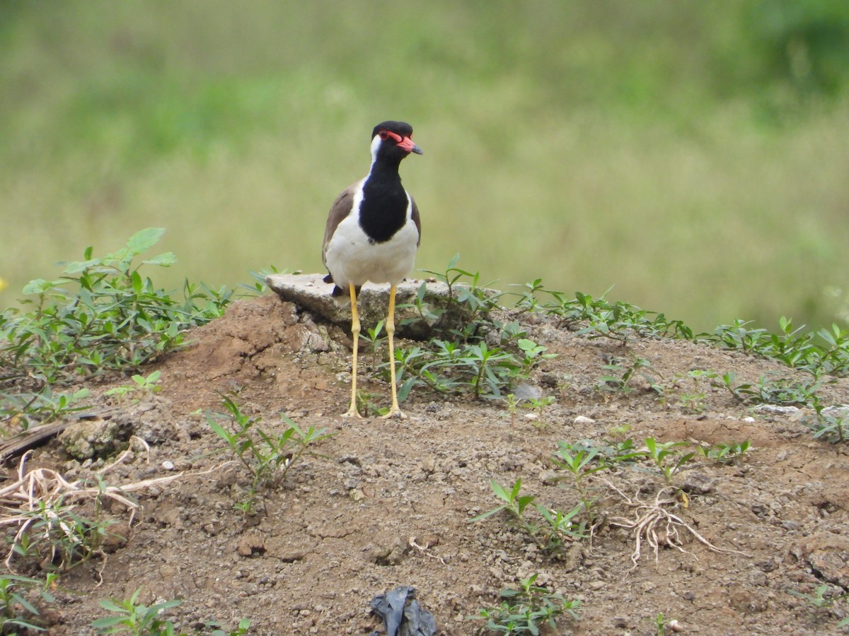 Red-wattled Lapwing - ML622325418