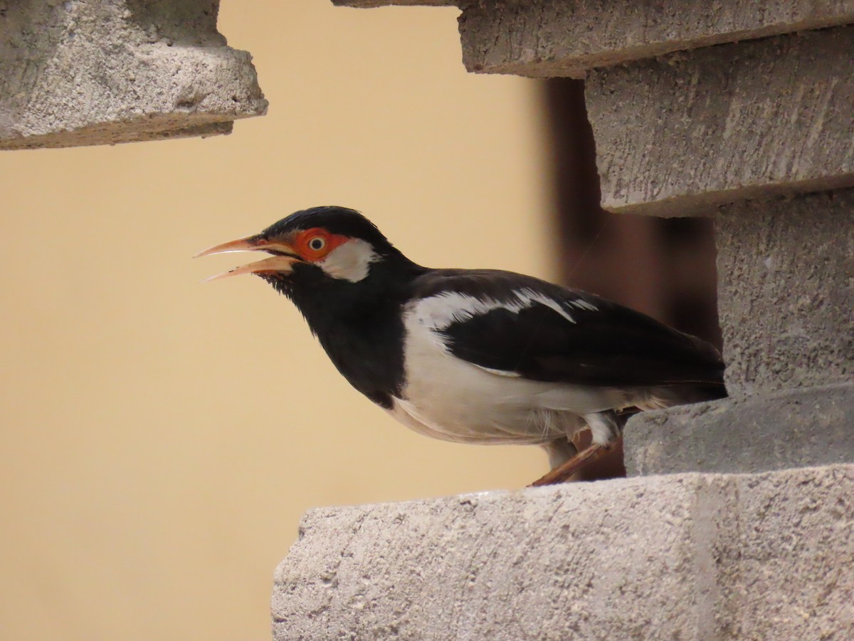 Javan Pied Starling - ML622325430