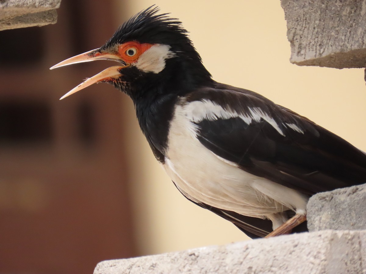 Javan Pied Starling - ML622325450