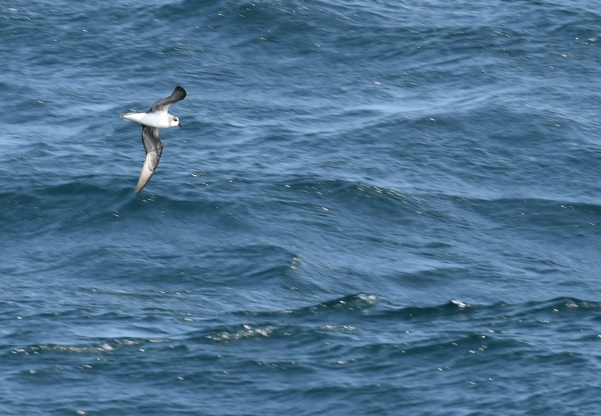 buřňák hebký - ML622325462