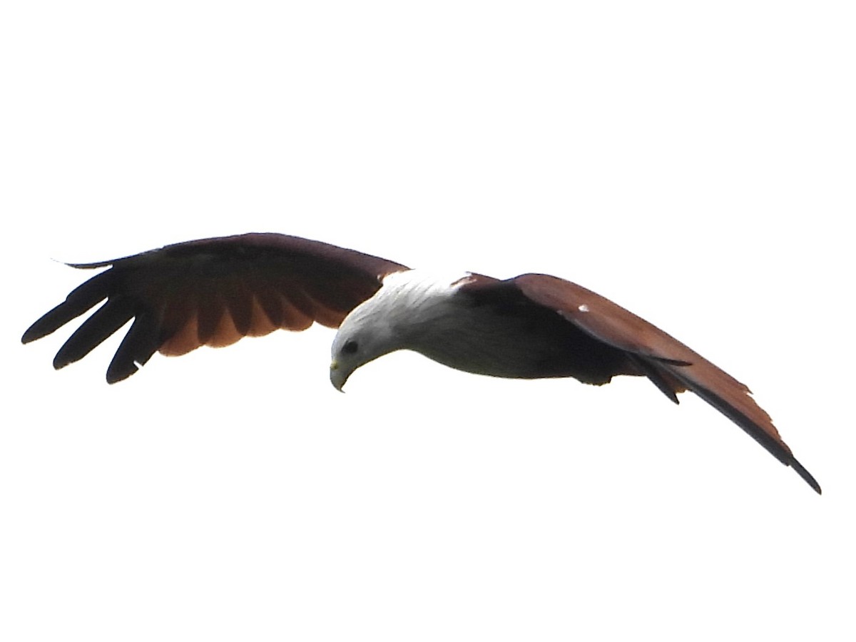 Brahminy Kite - ML622325499