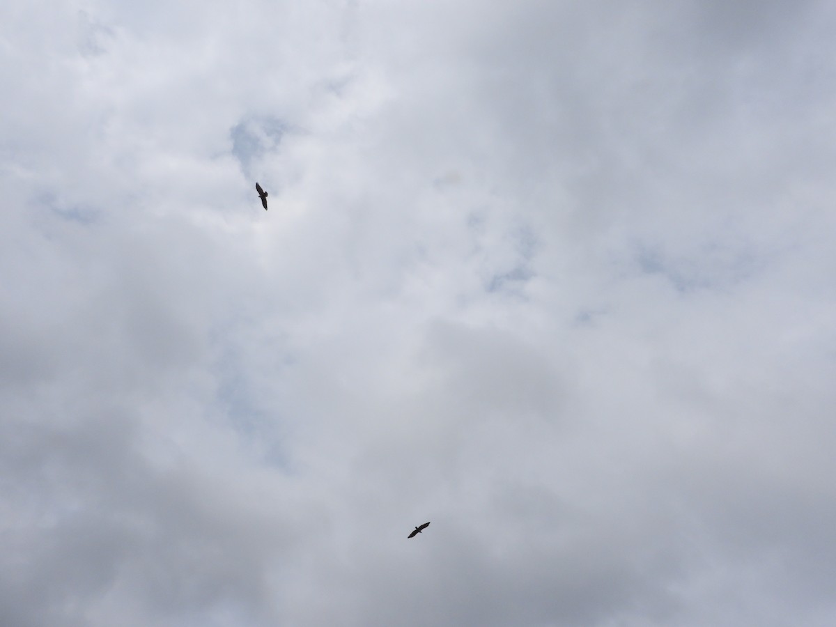 Brahminy Kite - ML622325500