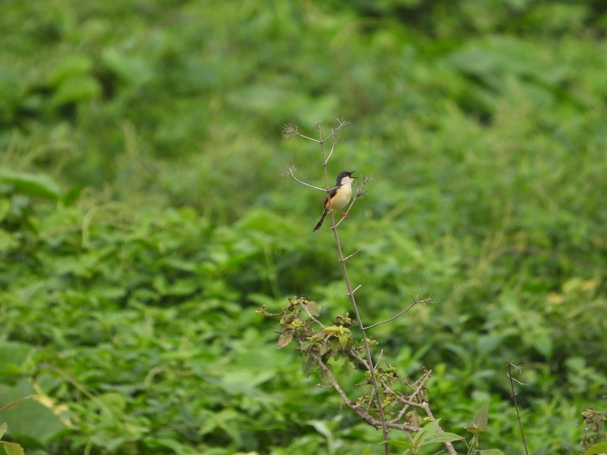 Ashy Prinia - ML622325508