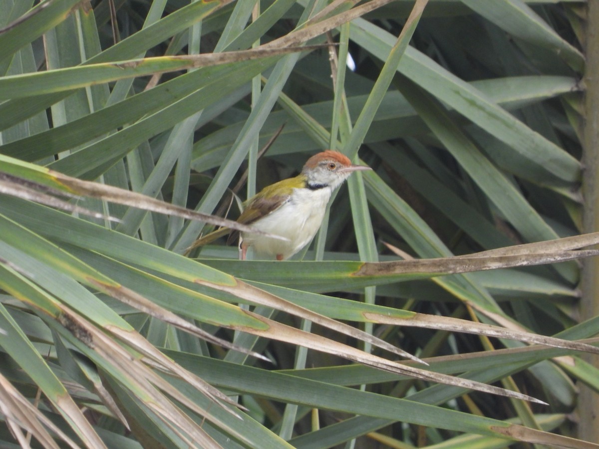 Common Tailorbird - ML622325516