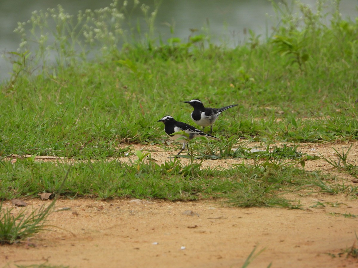 White-browed Wagtail - ML622325531