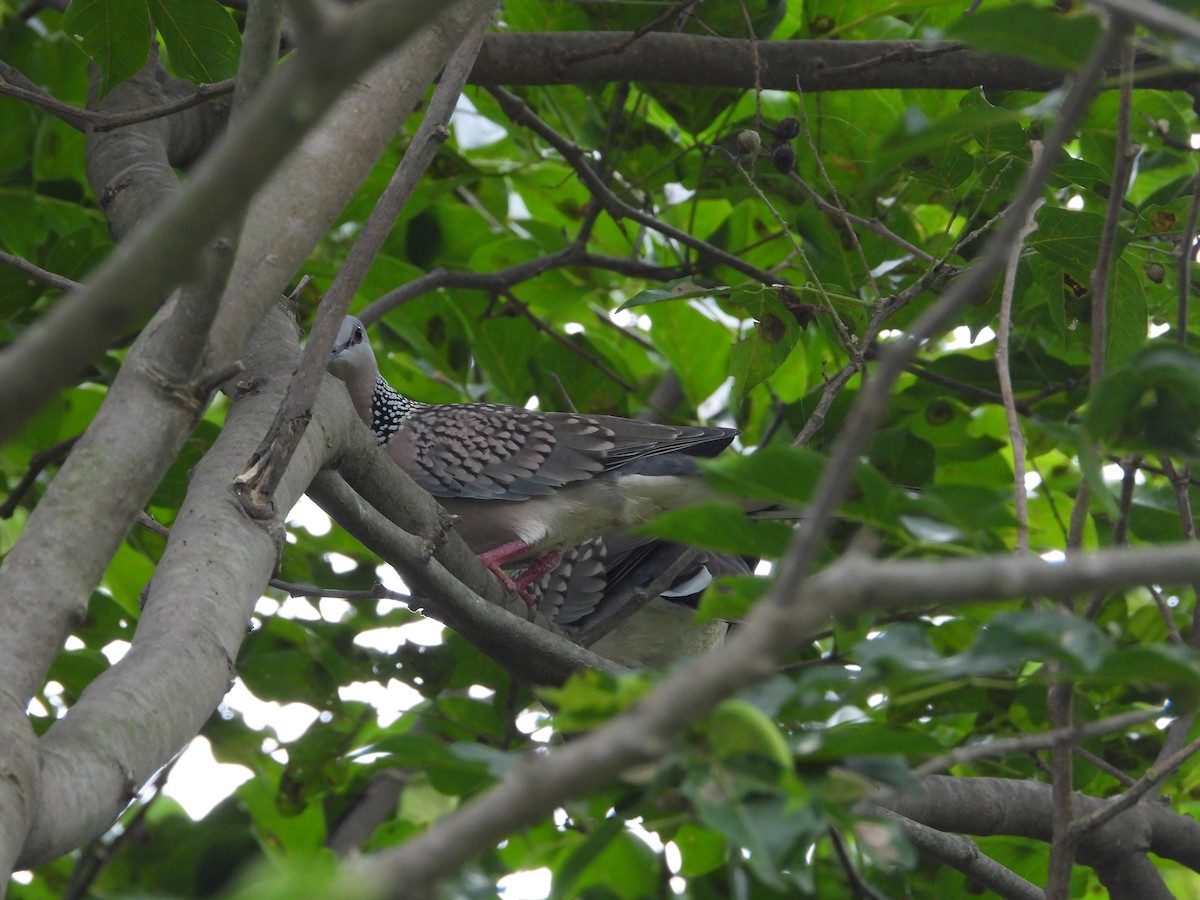 Spotted Dove - ML622325561