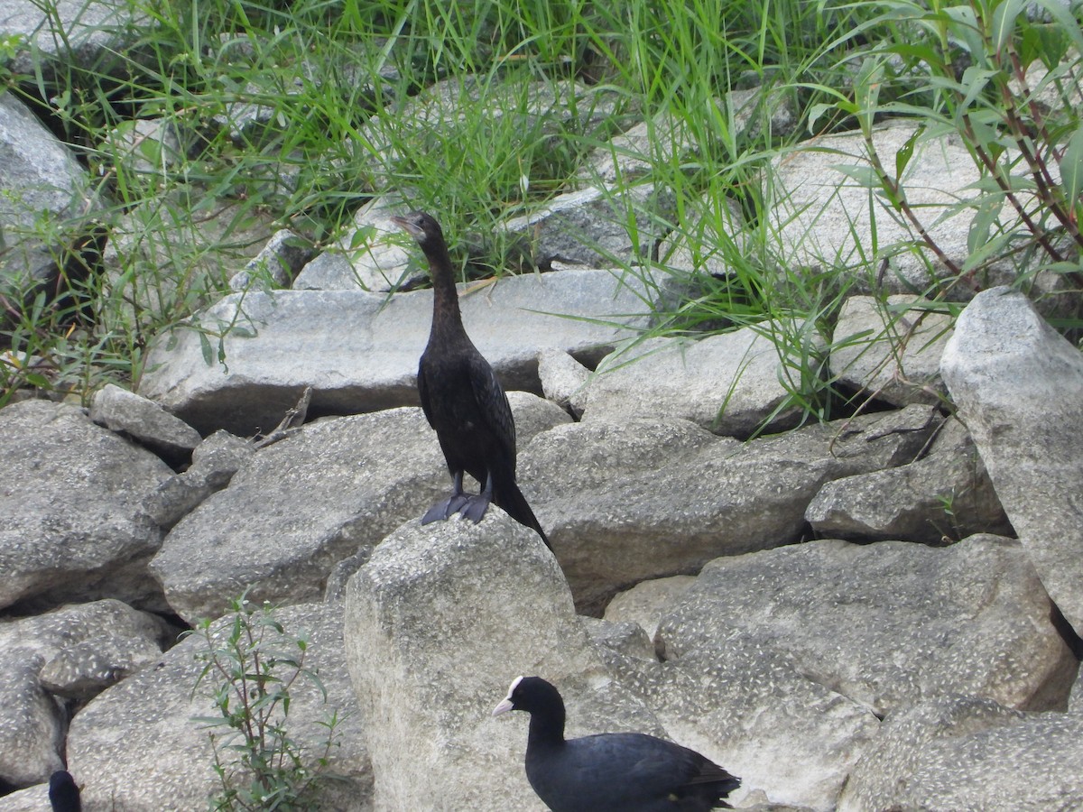 Little Cormorant - ML622325570