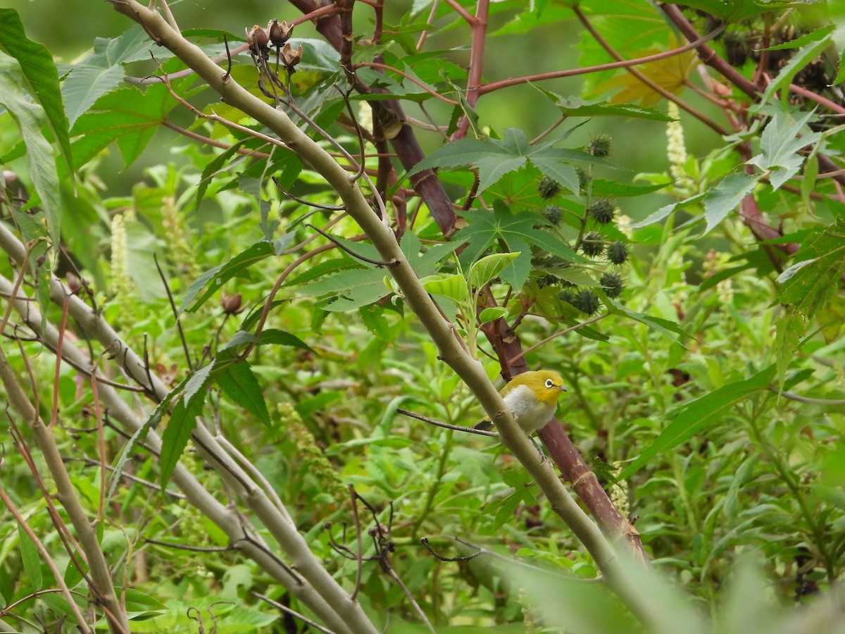 Indian White-eye - ML622325591