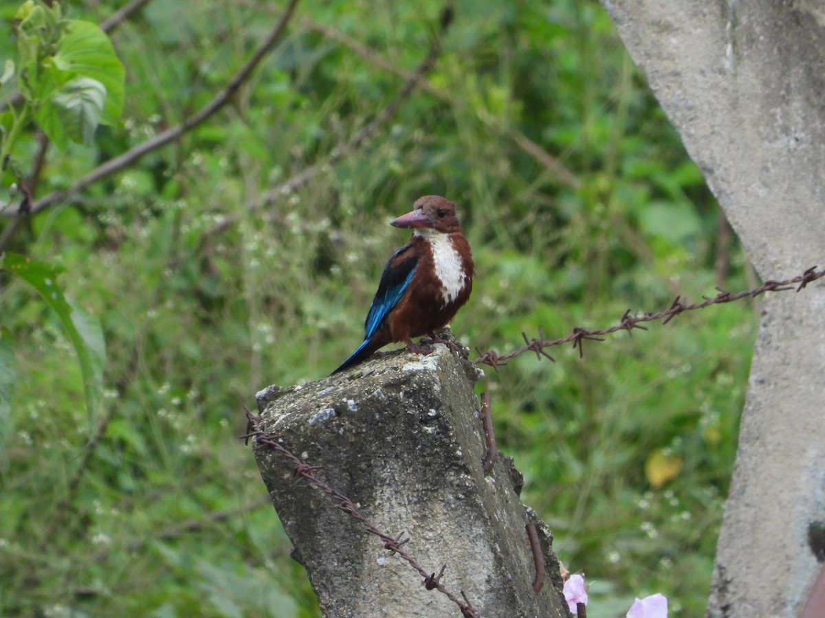 White-throated Kingfisher - ML622325608