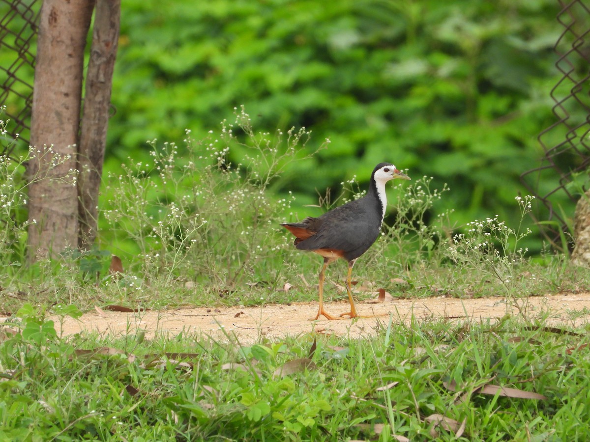 White-breasted Waterhen - ML622325631