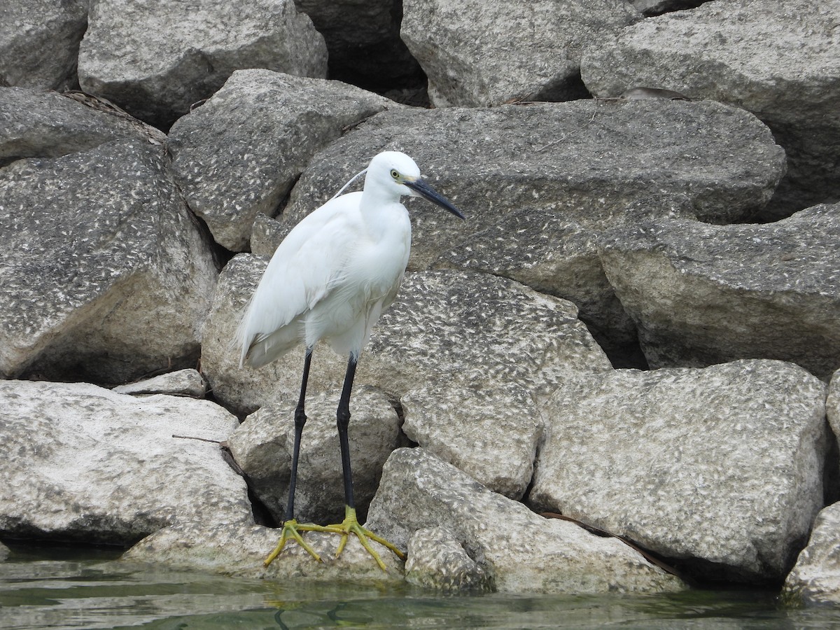 Little Egret - ML622325667