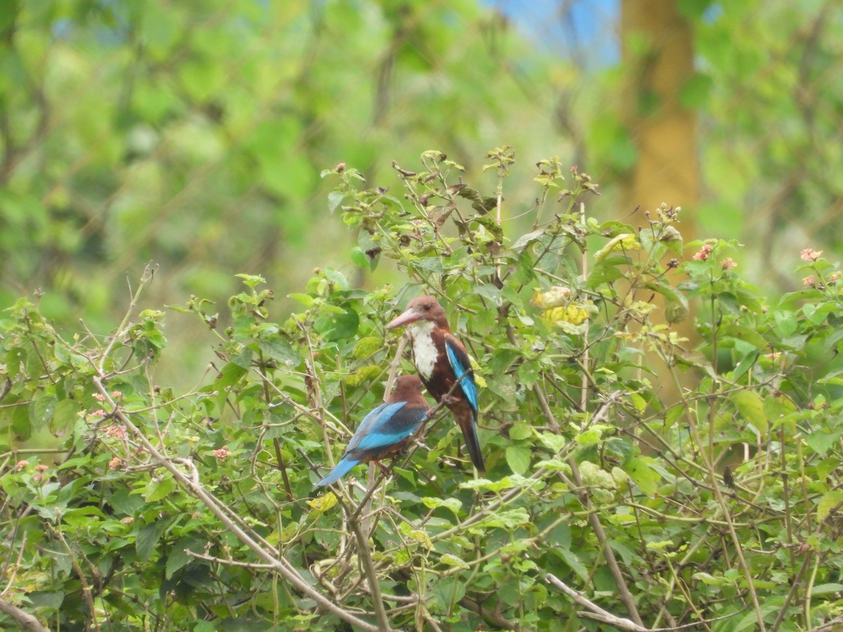 White-throated Kingfisher - ML622325736