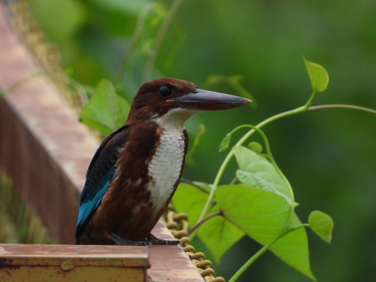 White-throated Kingfisher - ML622325768