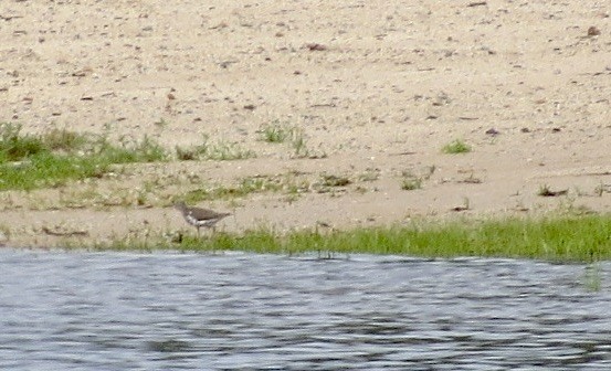 Spotted Sandpiper - ML622325799