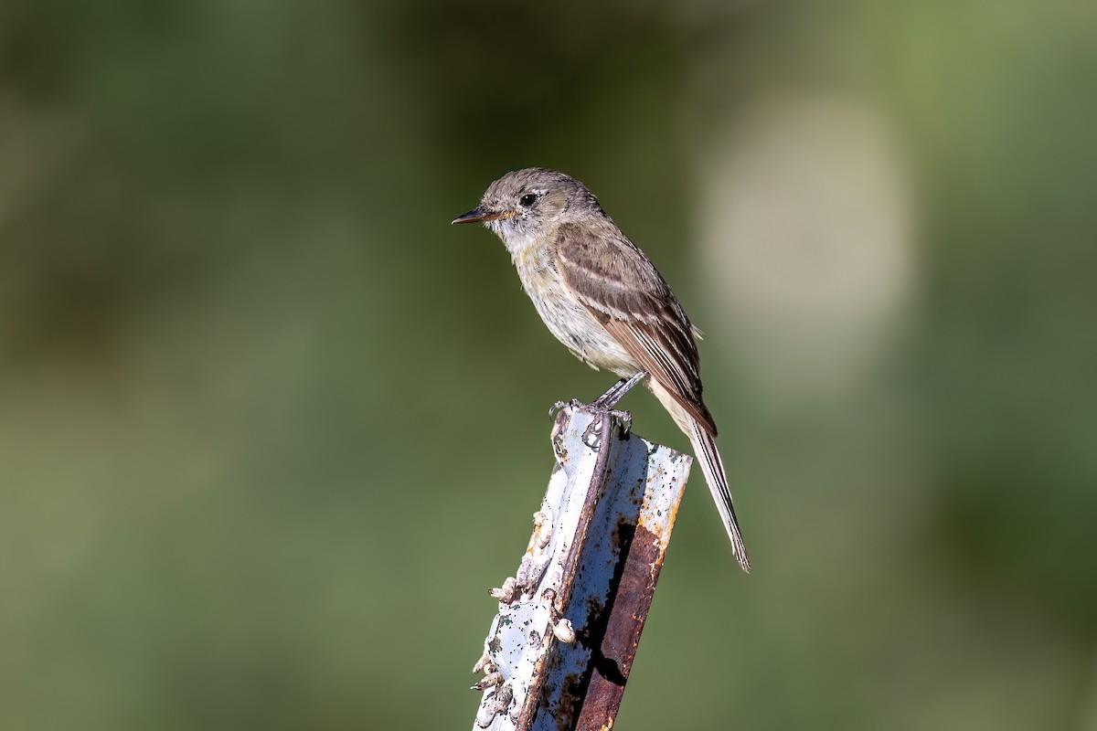 Gray Flycatcher - ML622325871