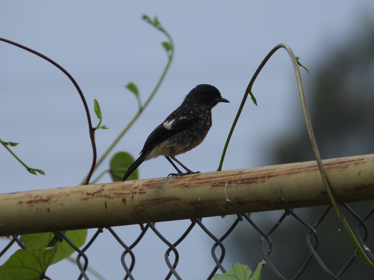 Pied Bushchat - ML622325887