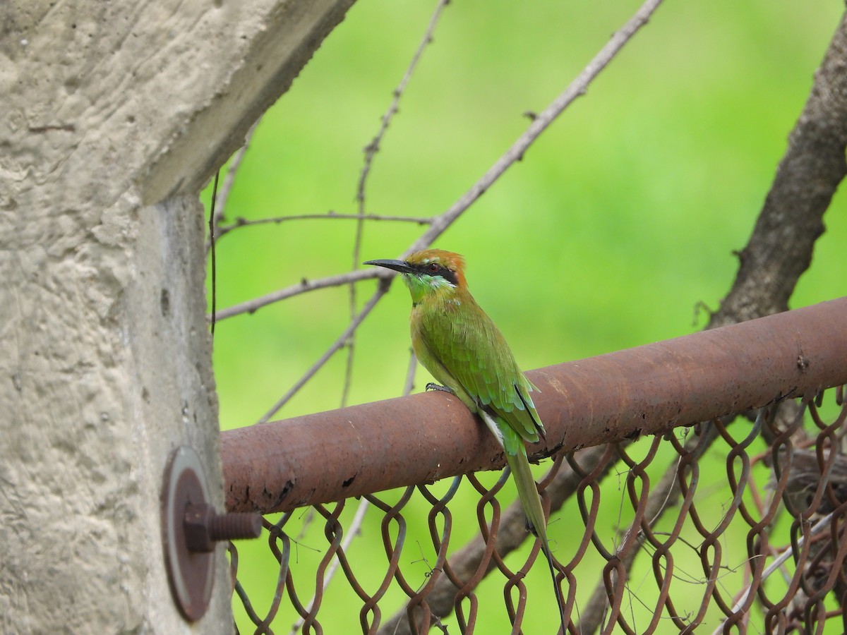 Asian Green Bee-eater - ML622325930