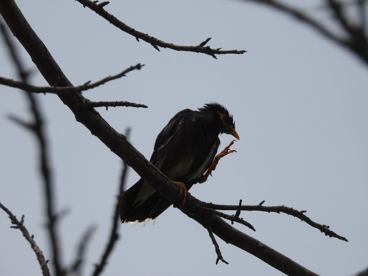 Common Myna - ML622325939