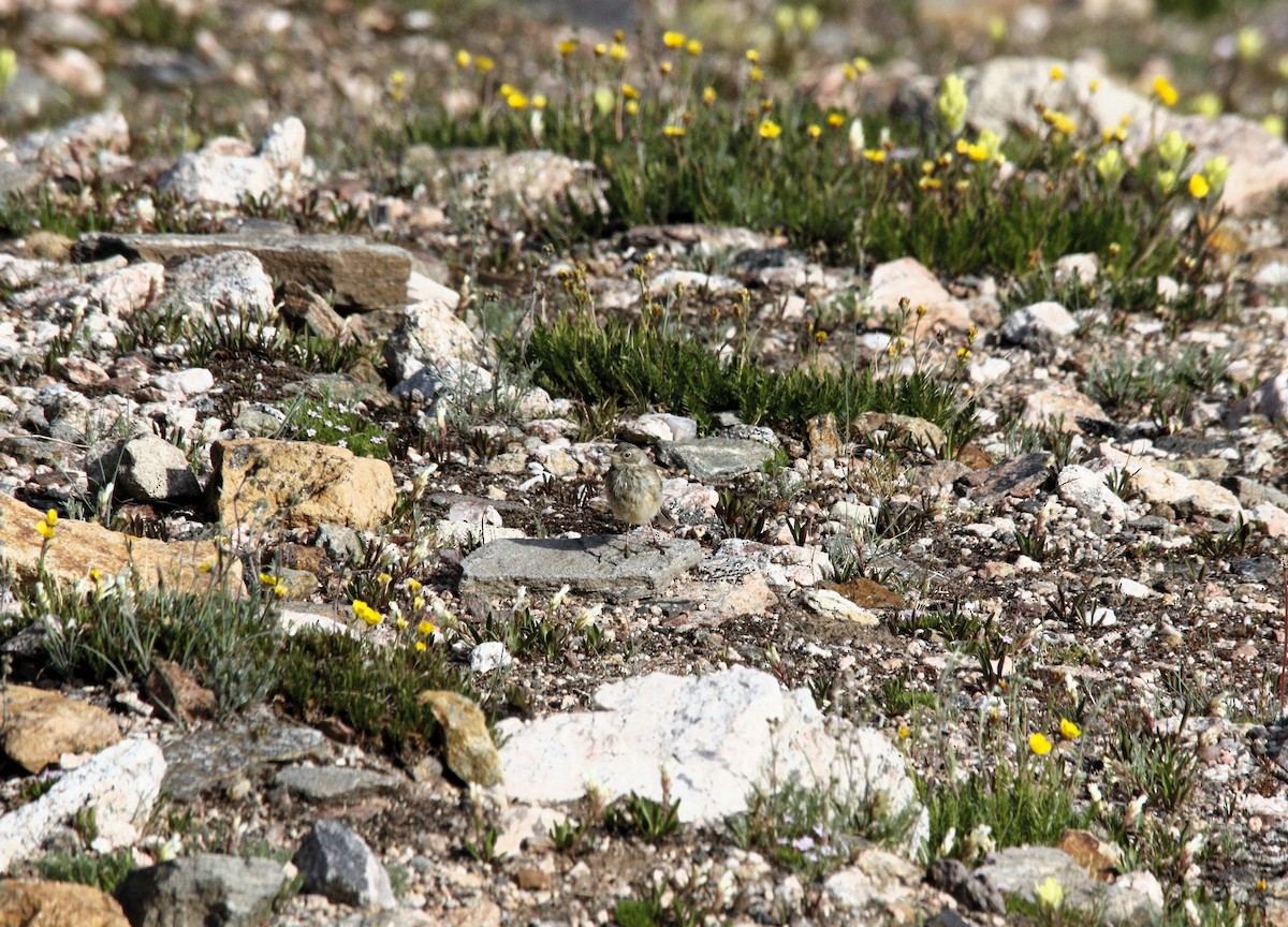 American Pipit - Becky Lutz