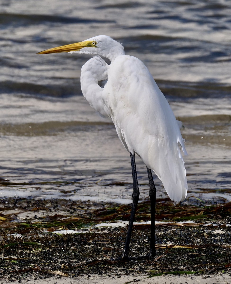 Great Egret - ML622325967