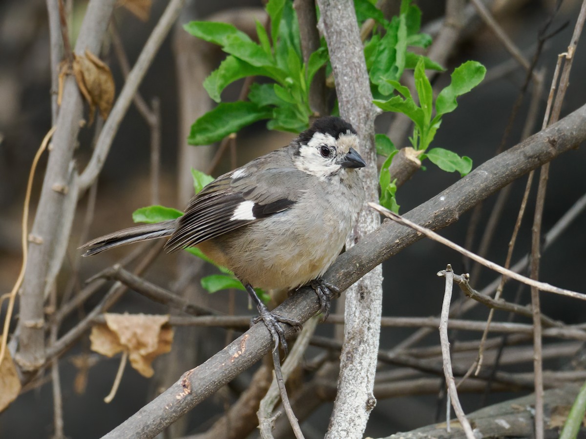 White-headed Brushfinch - ML622325999