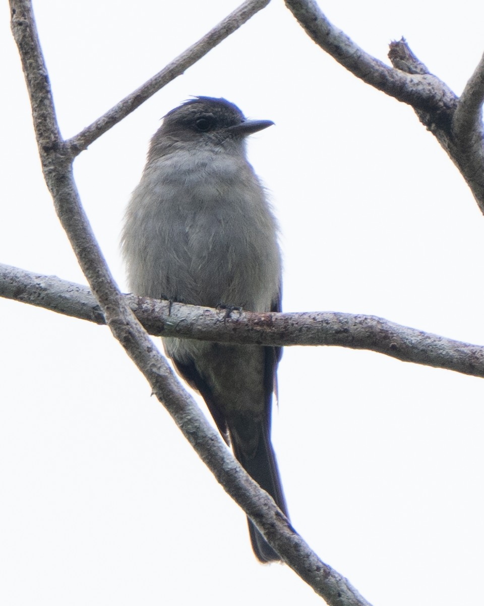 Crowned Slaty Flycatcher - ML622326025