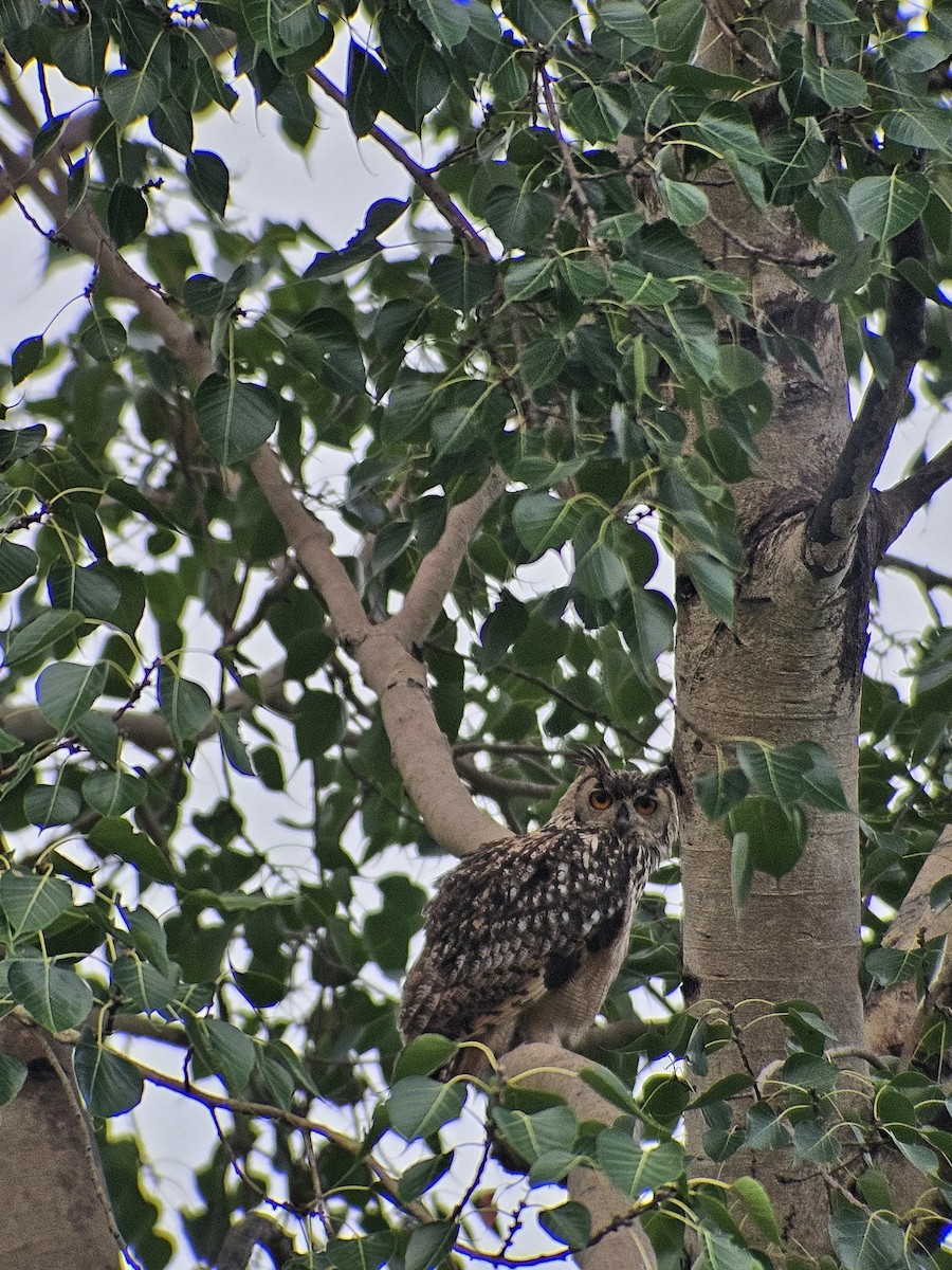 Rock Eagle-Owl - ML622326093