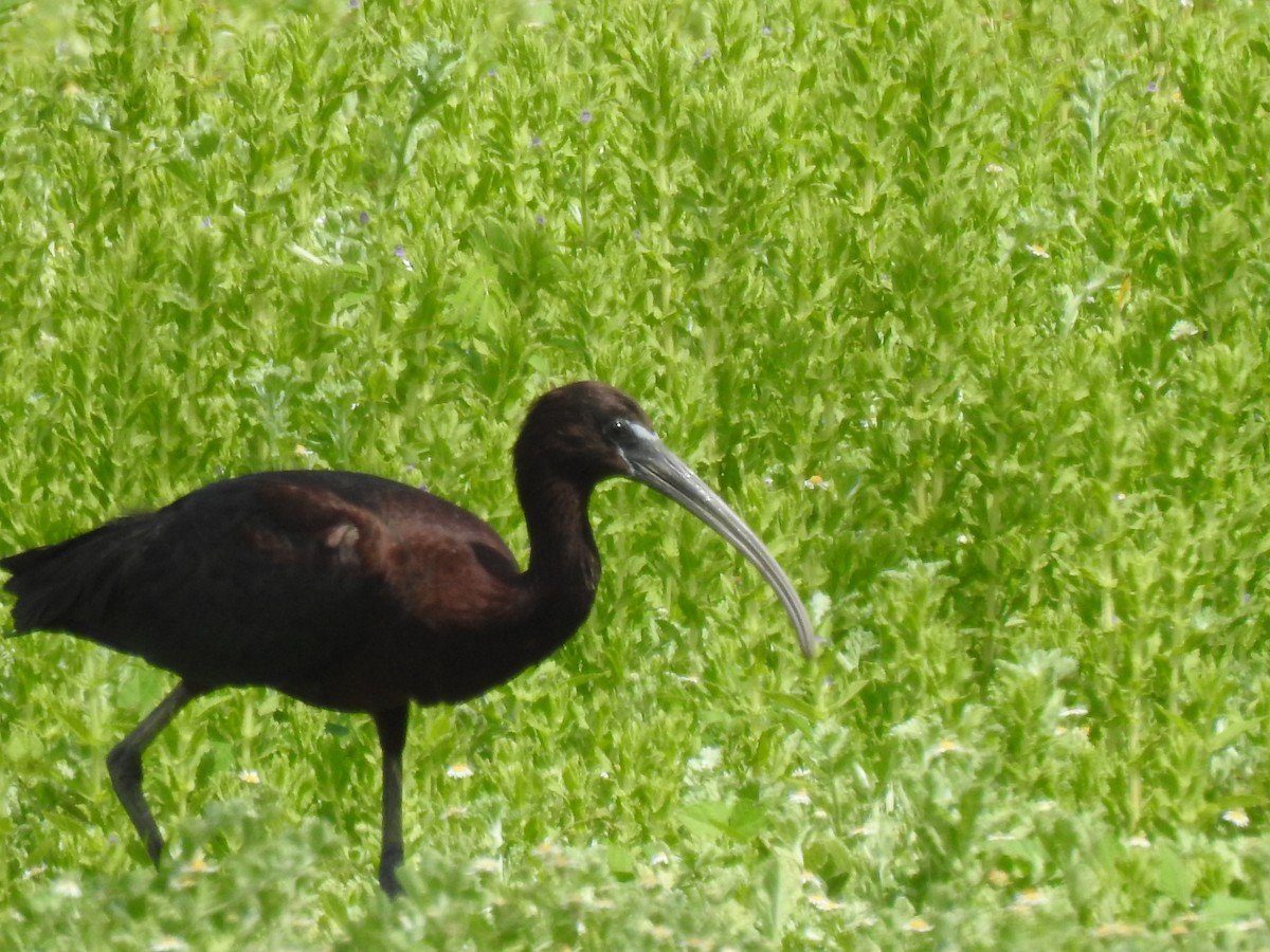 Glossy Ibis - ML622326111
