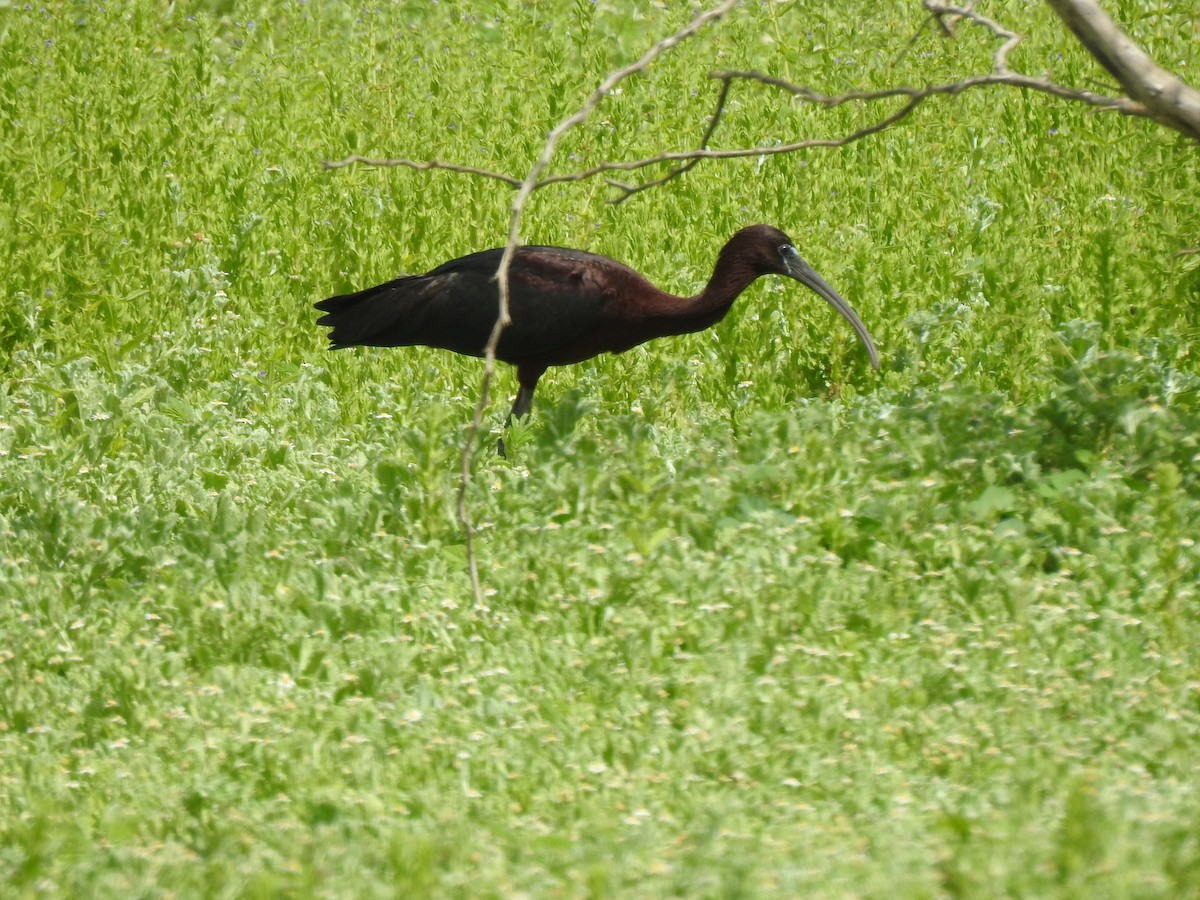 Glossy Ibis - ML622326112