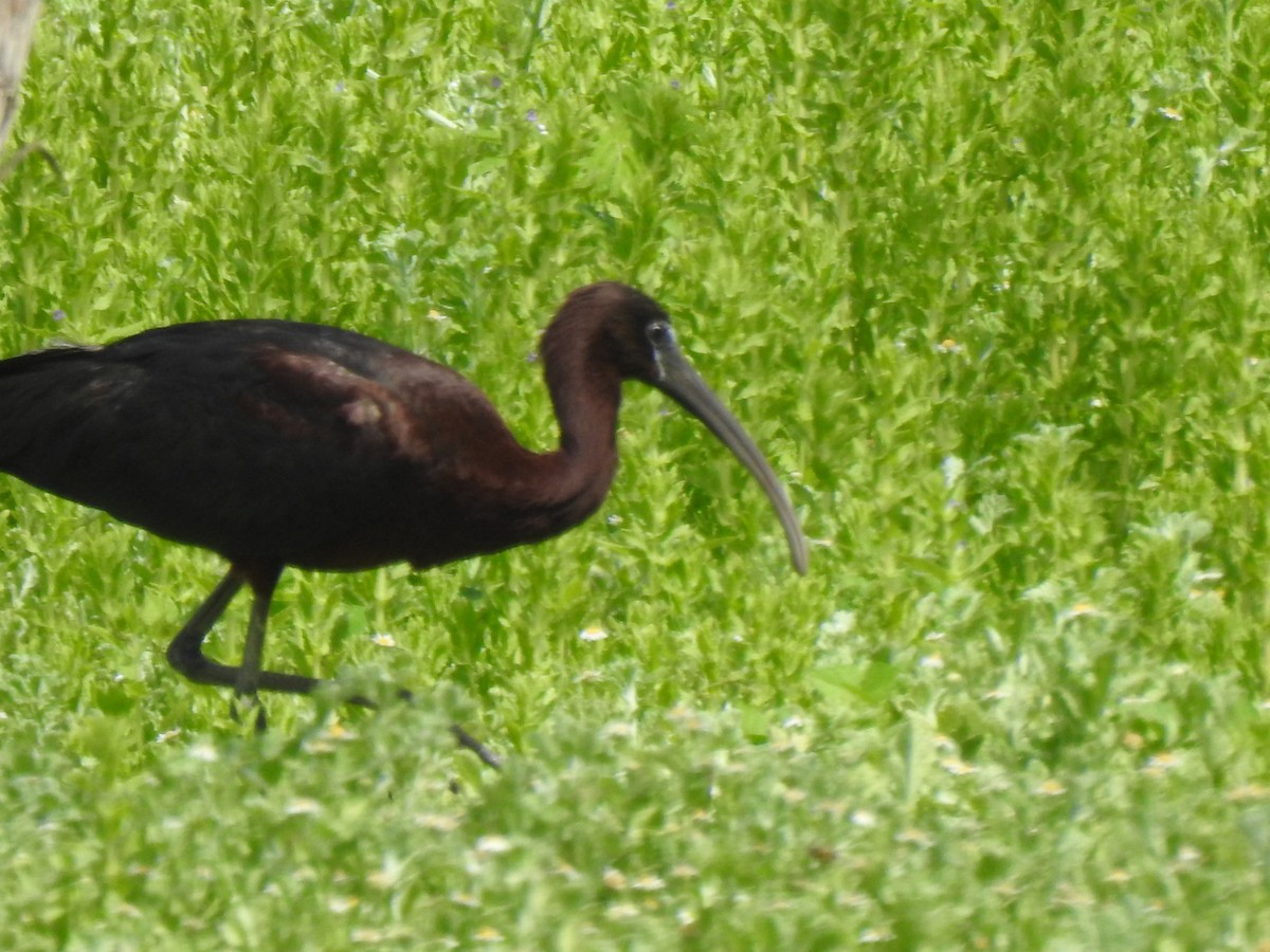 Glossy Ibis - ML622326121