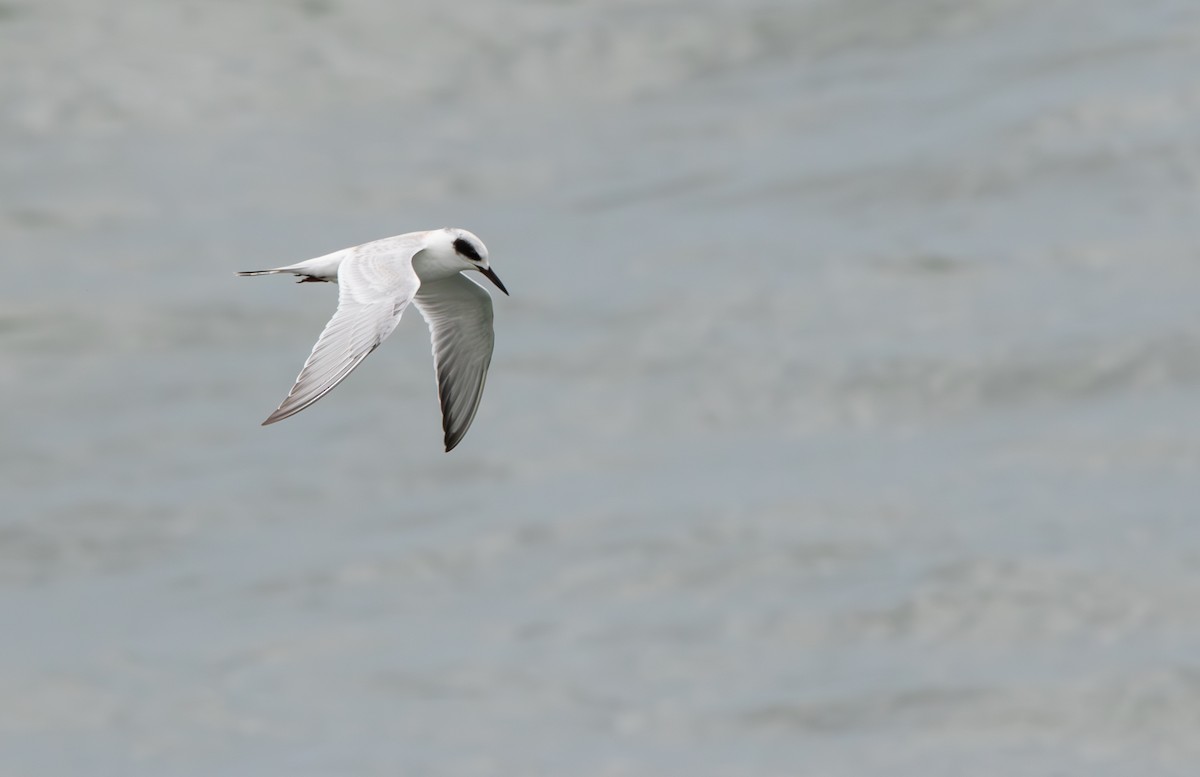 Forster's Tern - ML622326123