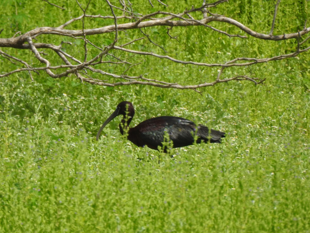 Glossy Ibis - ML622326130