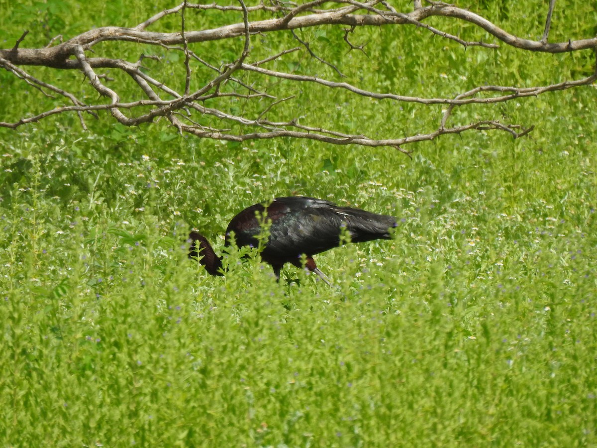 Glossy Ibis - ML622326132