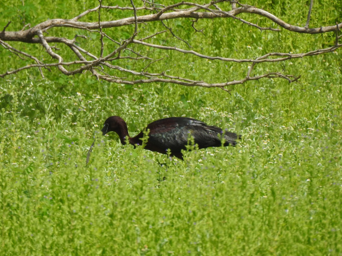 Glossy Ibis - ML622326158