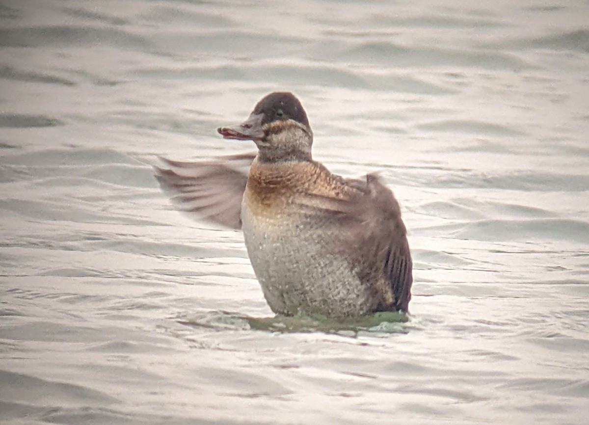 Ruddy Duck - ML622326249