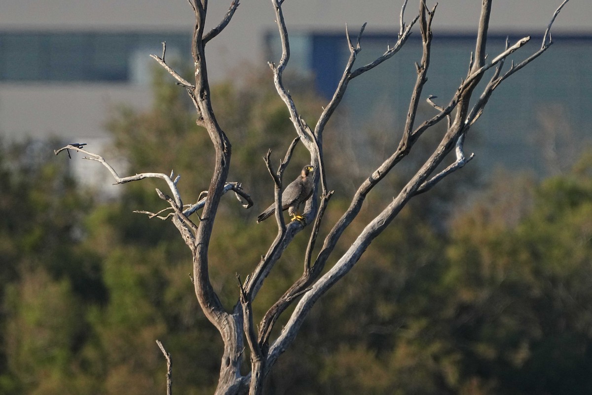 Peregrine Falcon - ML622326328