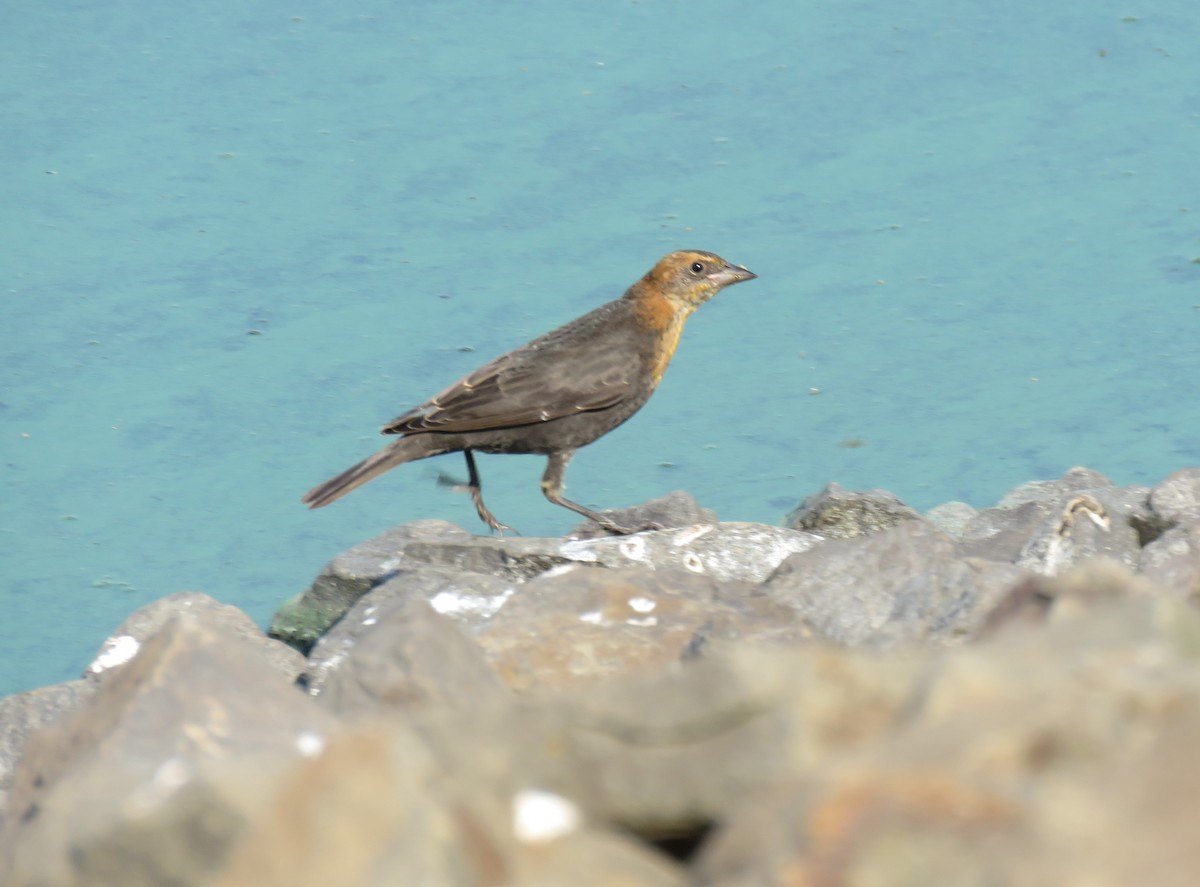 Yellow-headed Blackbird - ML622326371