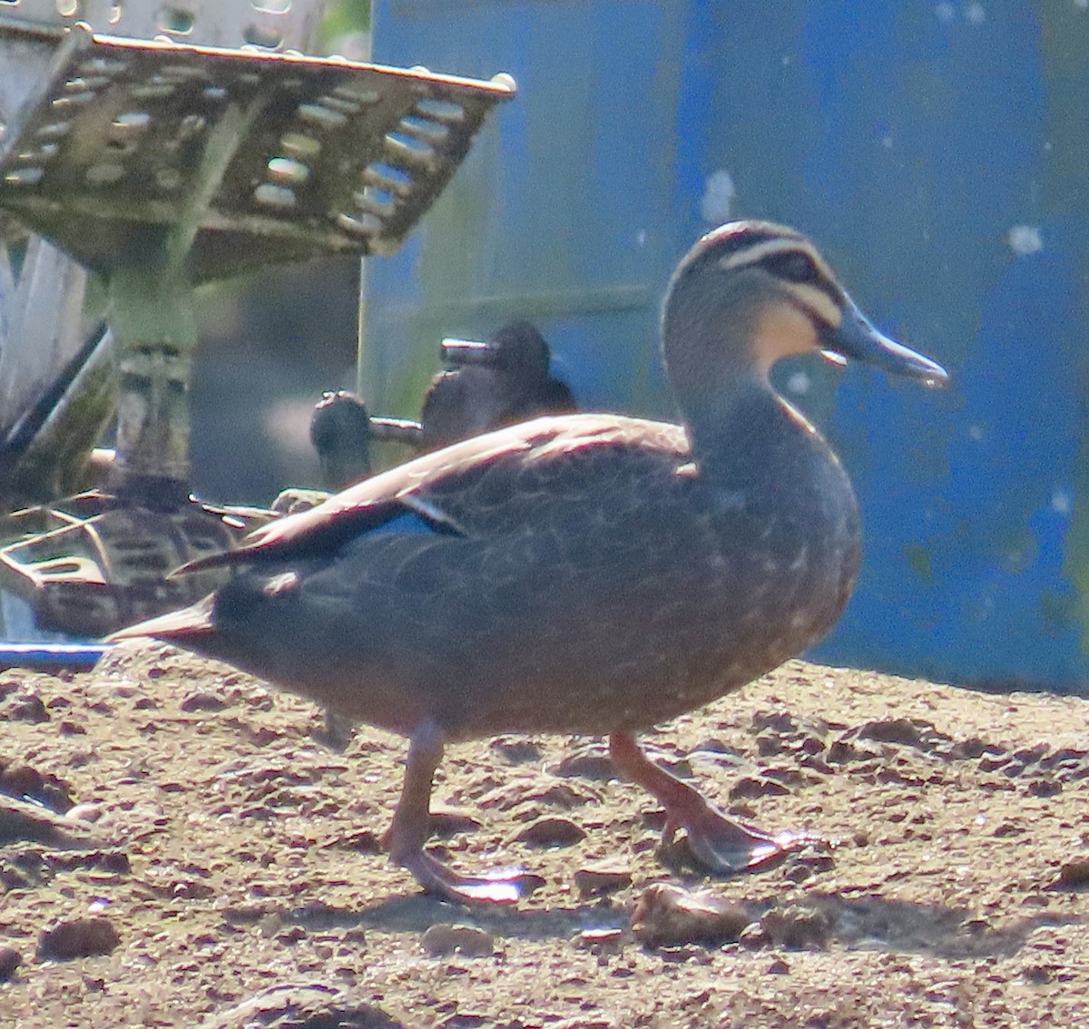 Pacific Black Duck - ML622326392