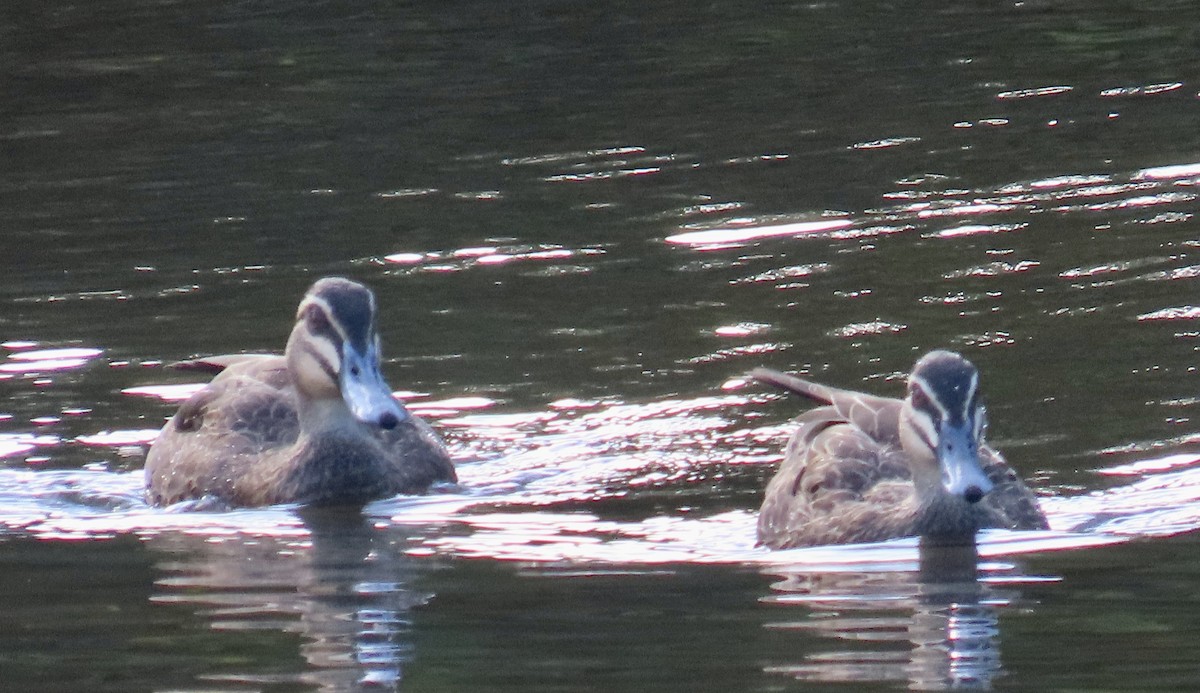Pacific Black Duck - ML622326393