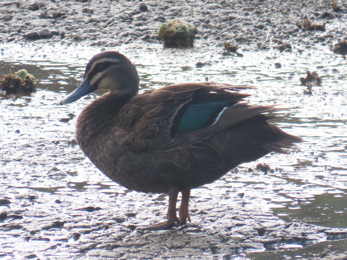 Pacific Black Duck - ML622326395
