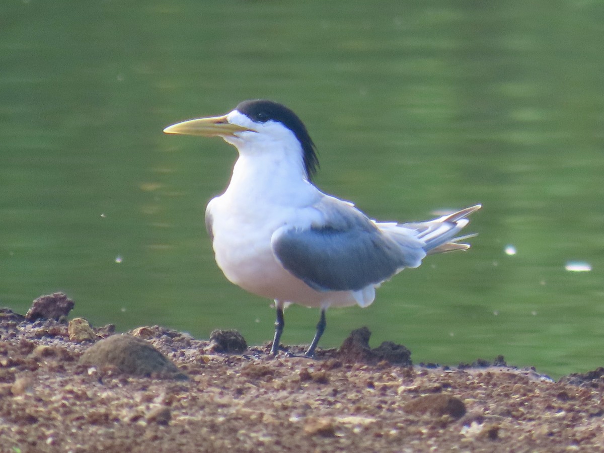 Great Crested Tern - ML622326417