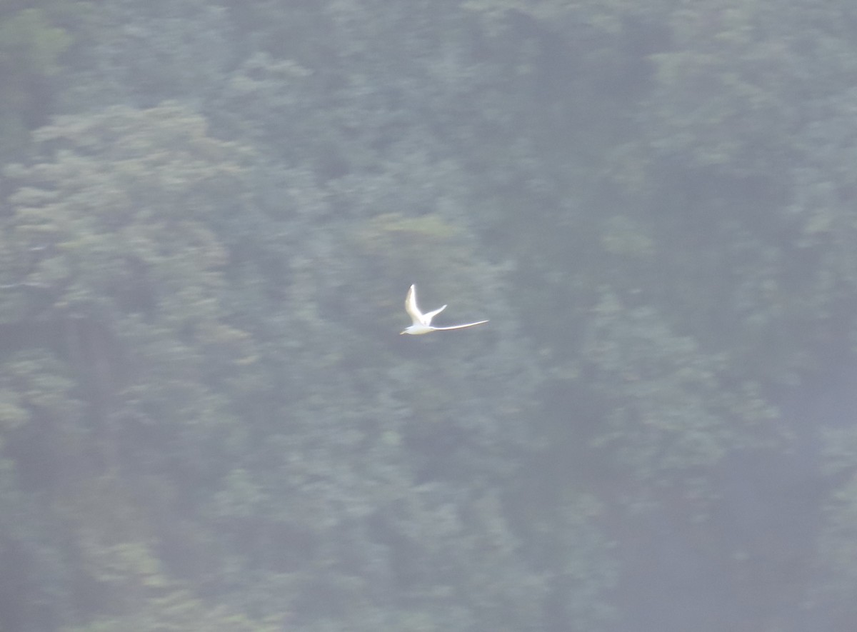 White-tailed Tropicbird (Pacific) - ML622326423